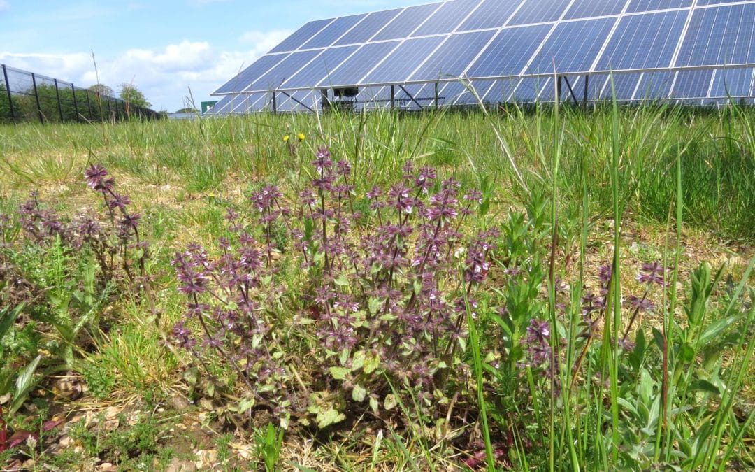 Anesco and RSPB shine light on solar farm biodiversity
